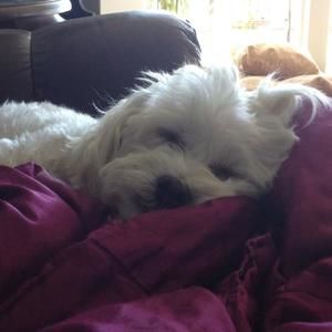 Meet your Posher, Bonnie